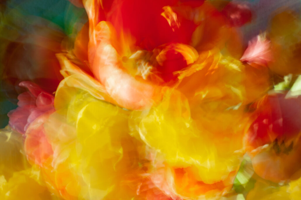 ICM tulpen