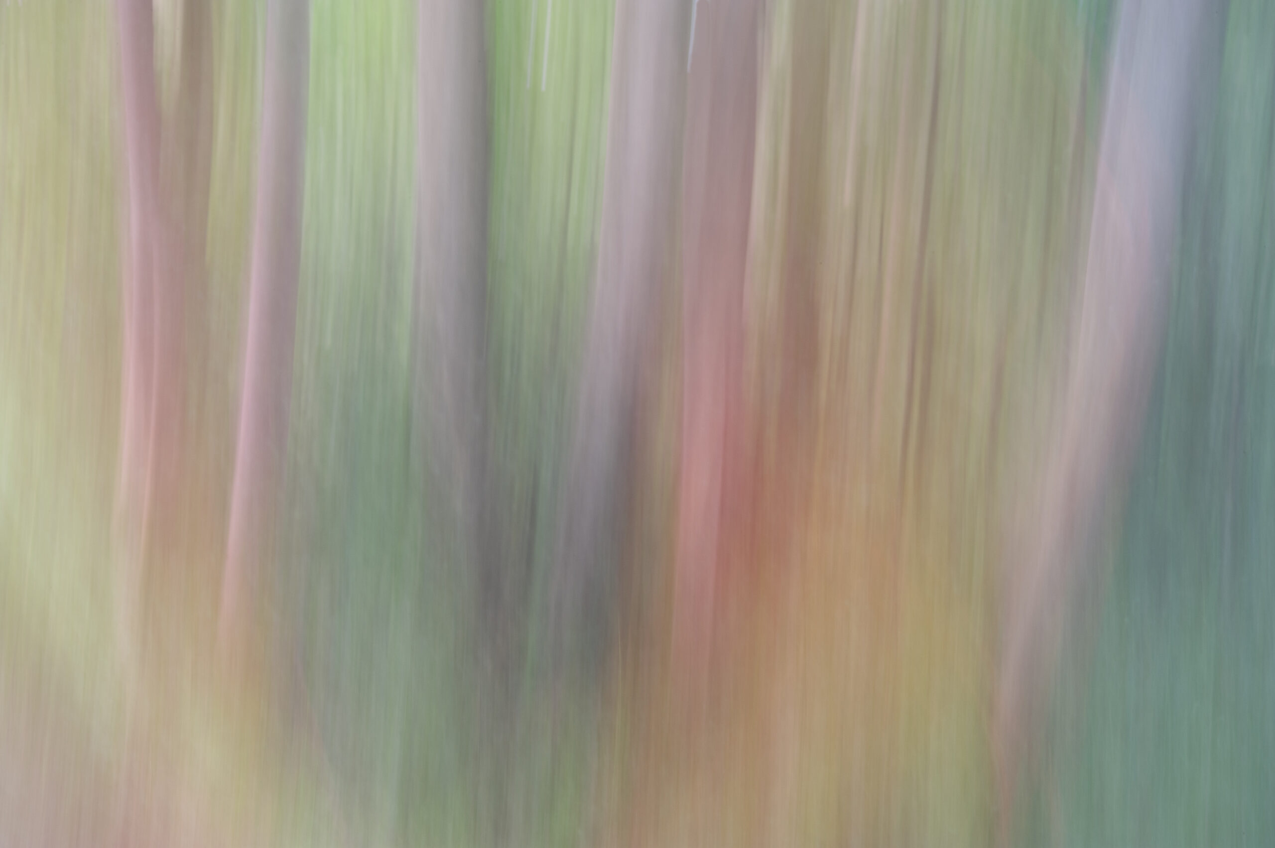 Pastelachtige boomstammen, bewegend beeld