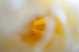 Foto van meeldraden witte bloem - foto van Lisette Geel