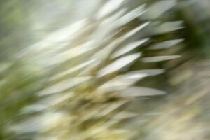 Abstracte foto die lijkt op de veren van een zwanenvleugel - foto van Lisette Geel