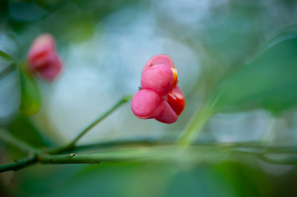 Foto van roze bloem tegen groene achtergrond -foto van Lisette Geel