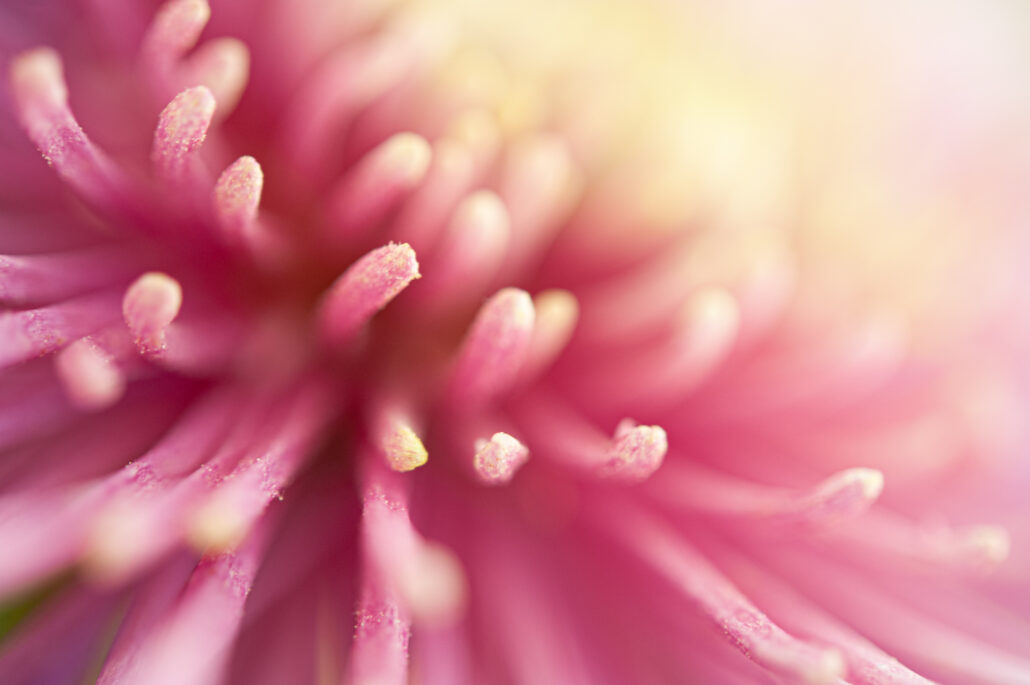 Foto van roze chrysant dichtbij - foto van Lisette Geel