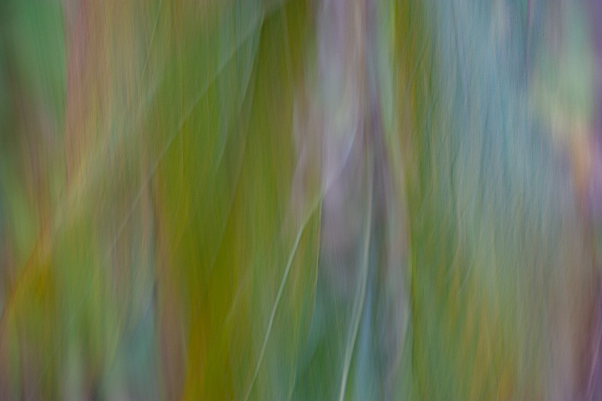 Abstracte foto bewegende bladeren - foto van Lisette Geel
