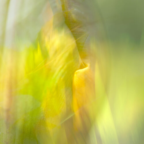 Abstracte foto bloem, Lisette Geel