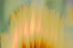 creativiteit als spiegel, abstracte foto zonnebloem door Lisette Geel