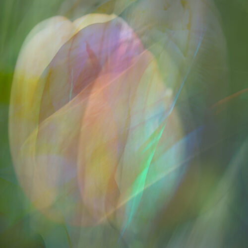 Abstracte foto bloem, Lisette Geel