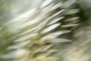 Abstracte foto van Lisette Geel, witte blaadjes