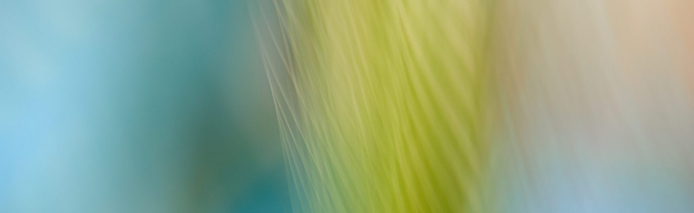 Bewegende foto van grashalm