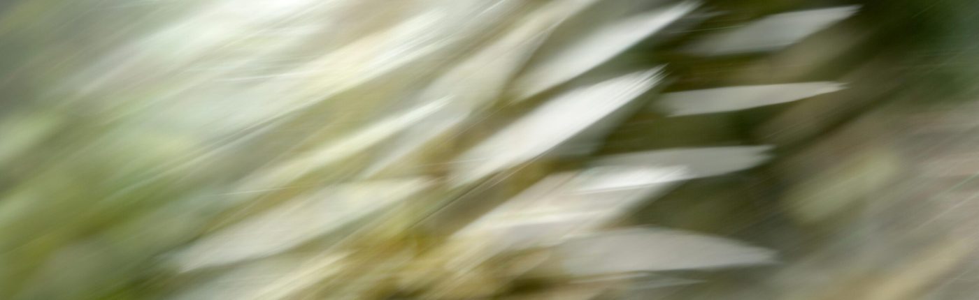 Abstracte foto die lijkt op de veren van een zwanenvleugel - foto van Lisette Geel
